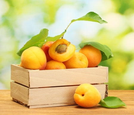 APRICOT