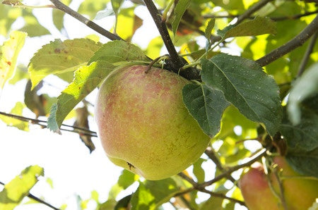 GRAVENSTEIN APPLE