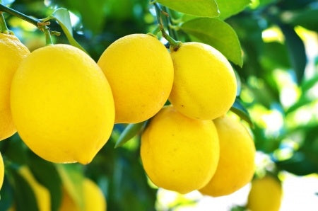 Organic Lemon