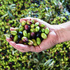 Olives in hand Aus-Ti Ultra Premium Extra Virgin – Medium Intensity