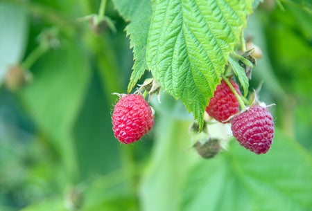 WILD RASPBERRY