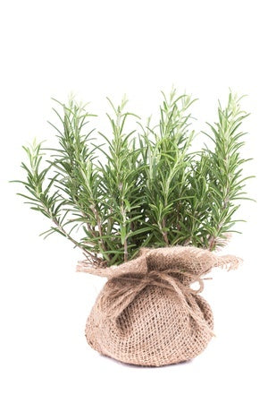 Organic Rosemary