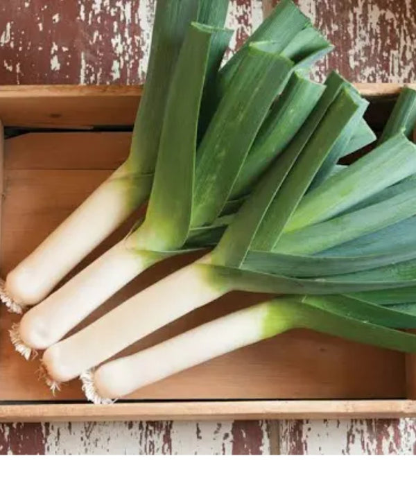 Leek