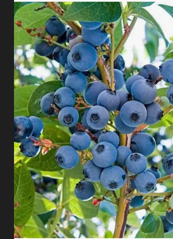 Wild Blueberry