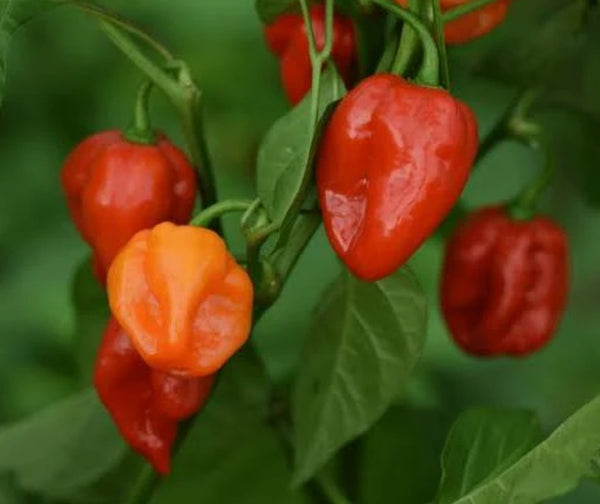 Habanero